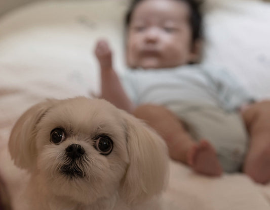 Honden en baby's