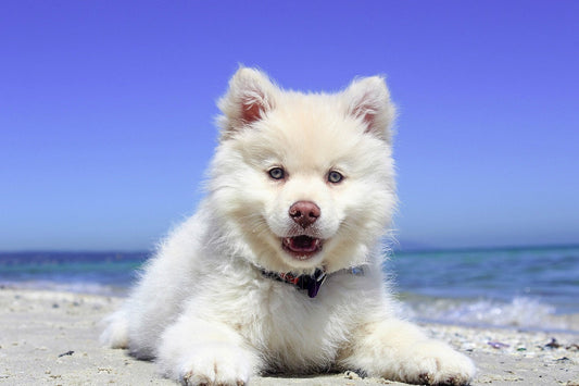 Met je hond op vakantie