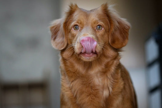 Help mijn hond eet niet meer en nu?