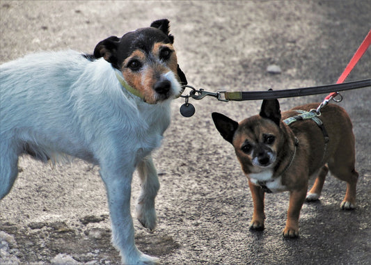 Hond in de regen en andere weersomstandigheden