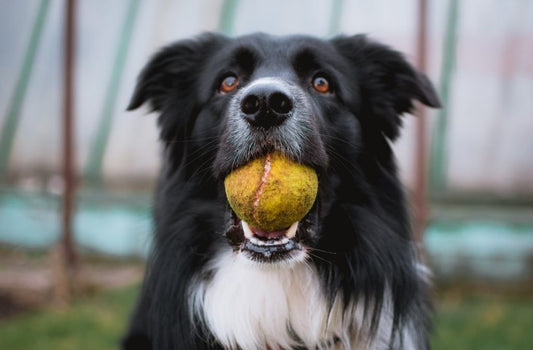 Hoe Kan Mijn Hond Met Andere Honden Spelen?