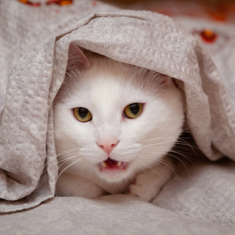 Kat warm houden in de winter