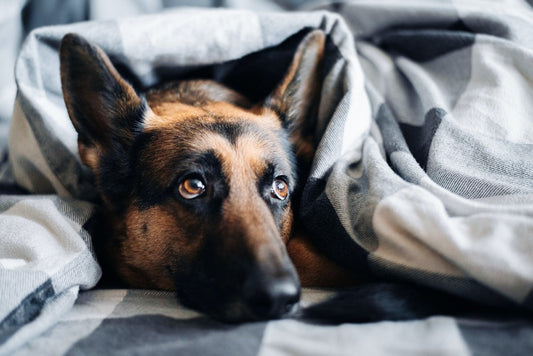 Help! Mijn hond of puppy slaapt niet