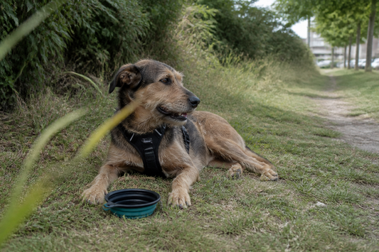 Hond rust in augustus in de schaduw bij een waterbak en draagt een reflecterend tuigje