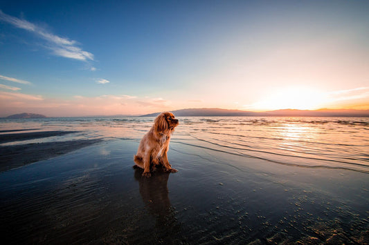 hond op strand in zon