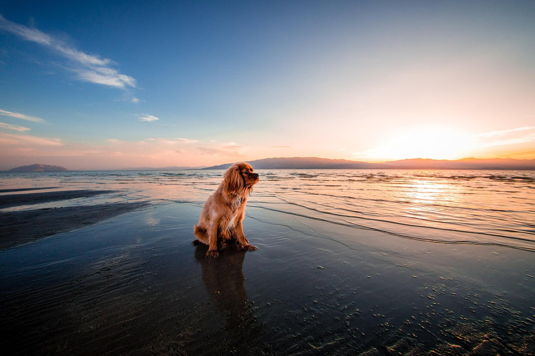 hond op strand in zon