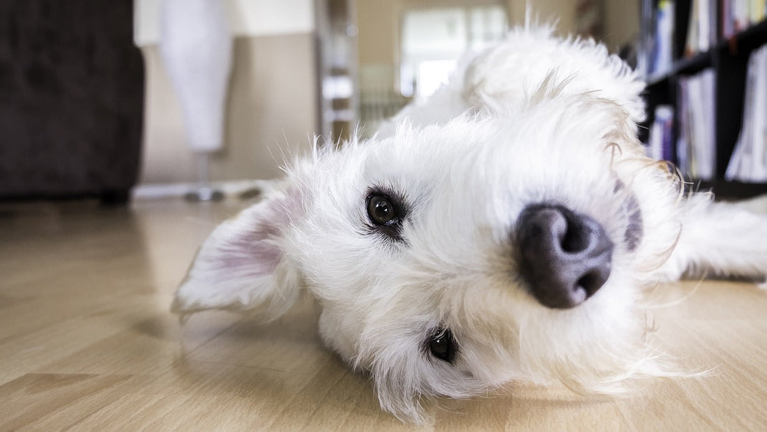 Jouw huis hondvriendelijk maken