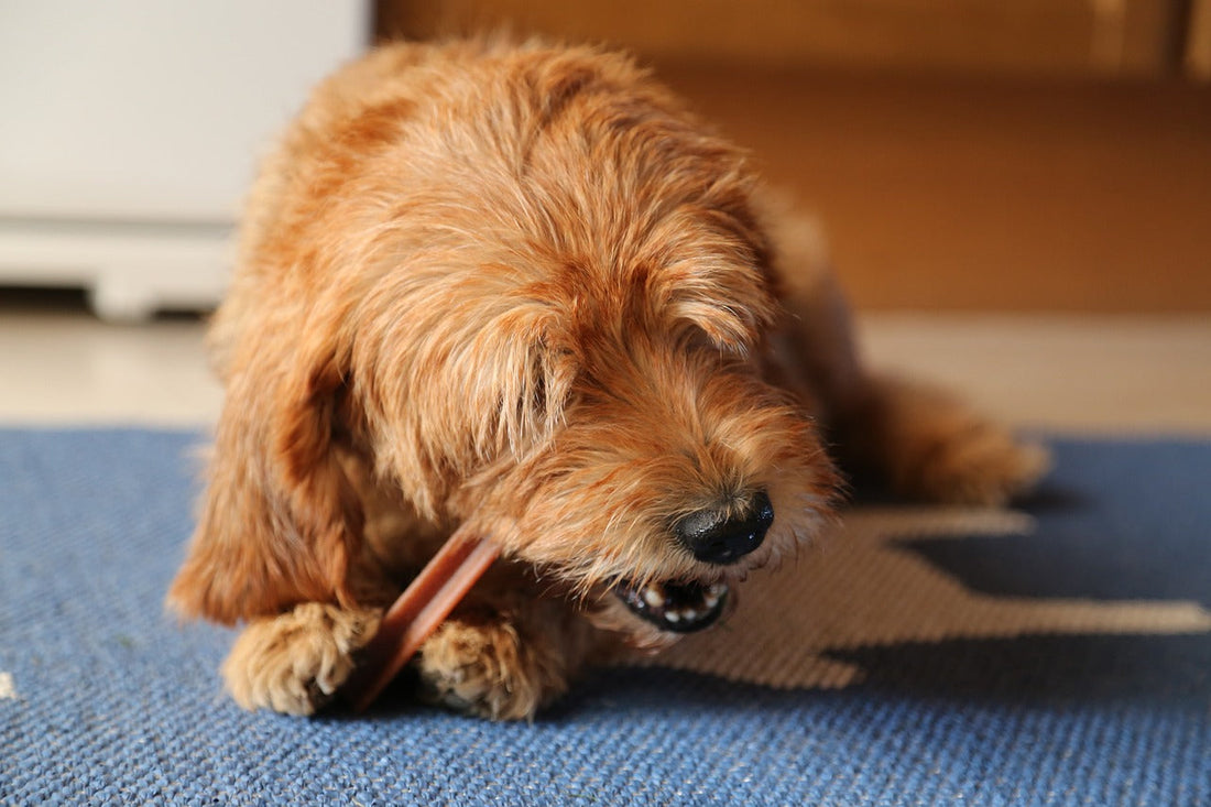 Gezonde voeding voor honden