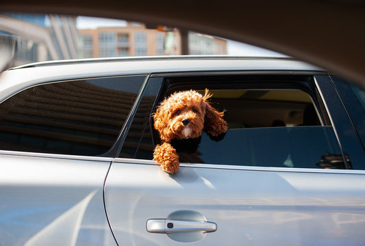 Veilig vervoeren van honden in de auto