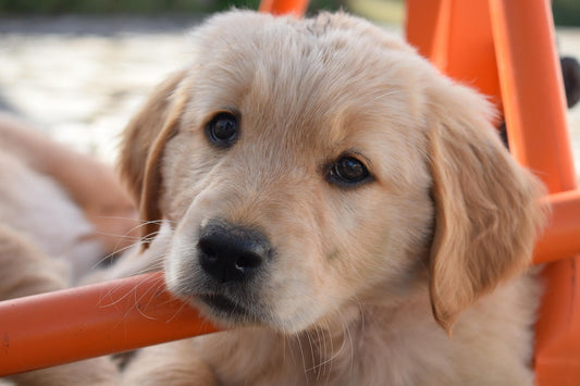 Puppy proof huis