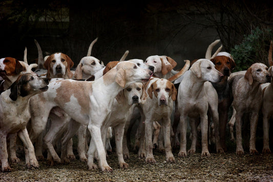 🐾 Top 25 Tips voor Hondeneigenaren
