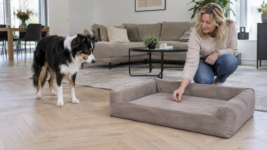 Bordercollie kijkt naar een hondenmand waarin een vrouw rustig een brokje legt