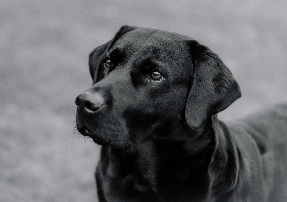 Honden helpen jouw mentale en fysieke karakter