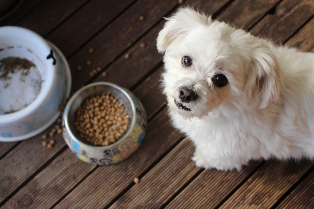 Wat je moet weten over hondenvoeding!