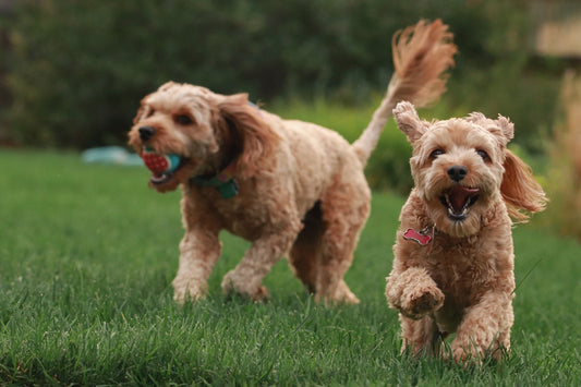 Hoe kan ik met mijn hond spelen?