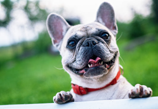 Wat kan mijn hond wel en niet eten?