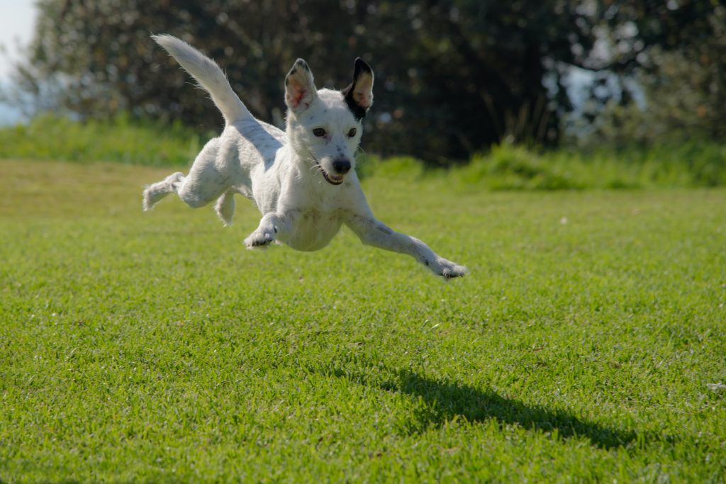 Wat zijn verschillende pijnmedicatie voor honden?