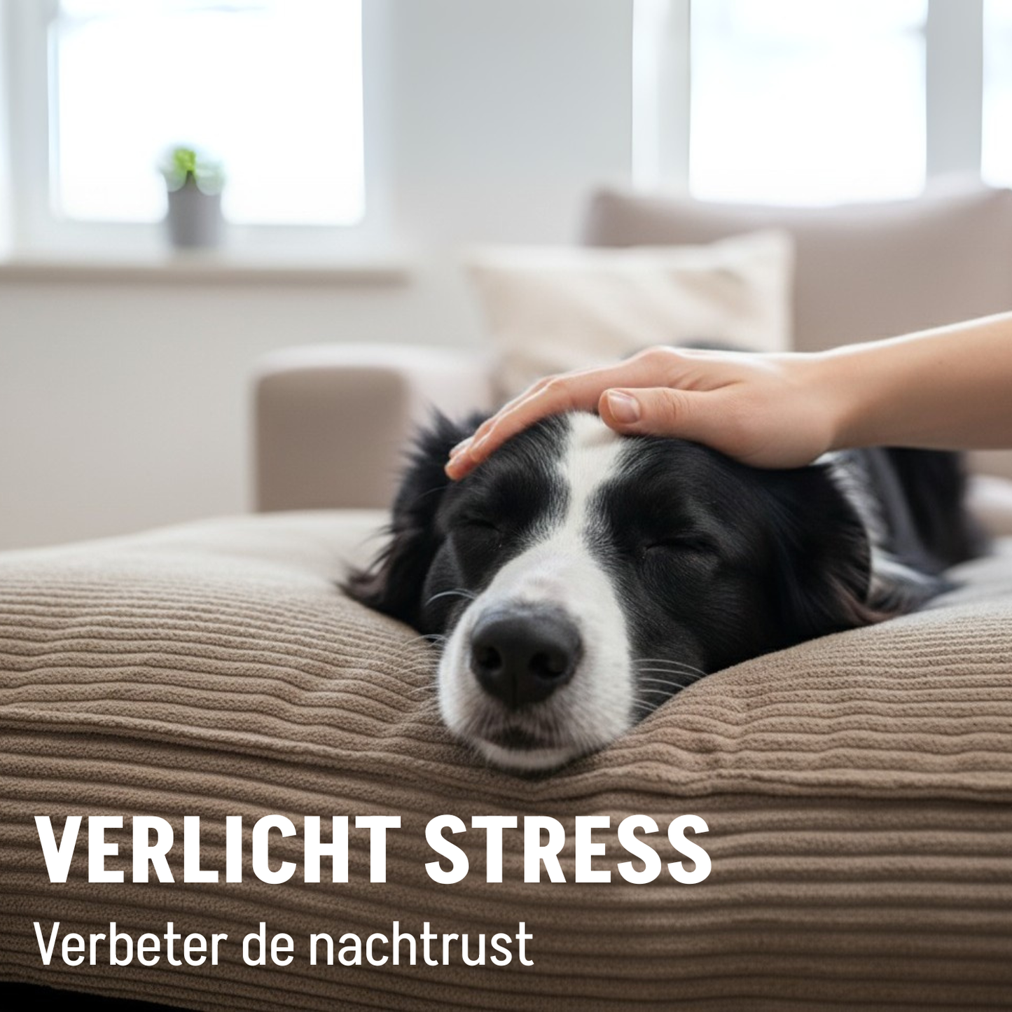 Orthopädisches Hundekissen, Schaumstoffflockenfüllung