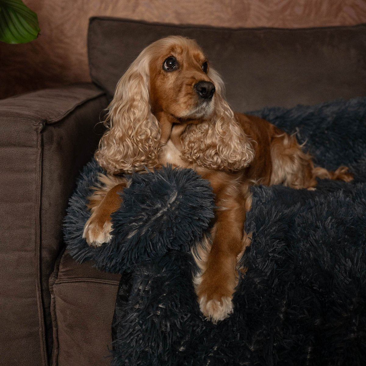 Von Cee Cee – Originales Hundedeckensofa – Hundedeckensofa – Hundebett – Premium – Komplett abziehbar