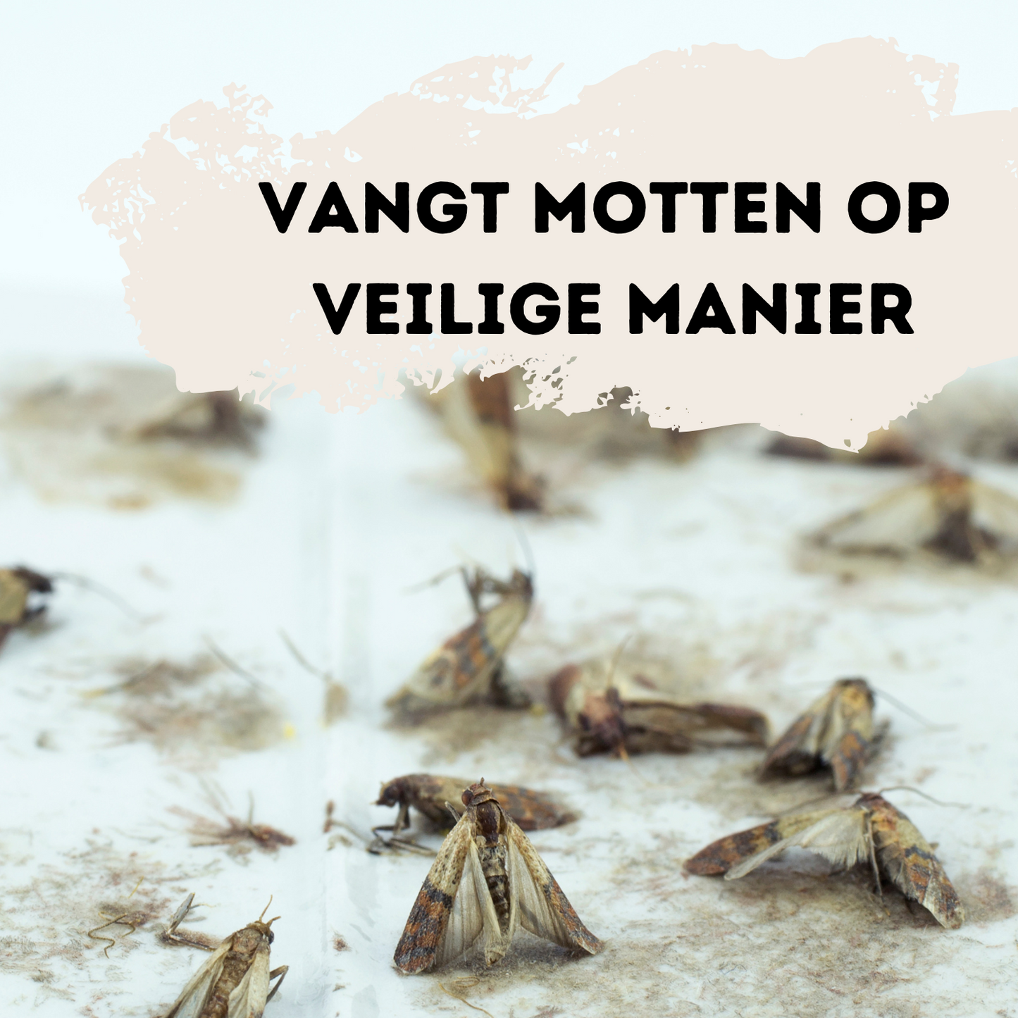 Mottenval - Kledingmotten - Meelmotten - Kledingmottenval - Motten bestrijden - Feromoonval - Kledingmot- Mottenvallen - Ongediertebestrijding - 6 stuks - Coopley