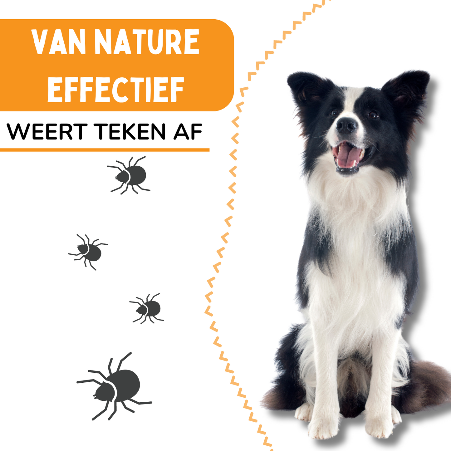 Vlooienband Hond -  Effectief Tegen Vlooien En Teken - 100% Natuurlijk - Organic