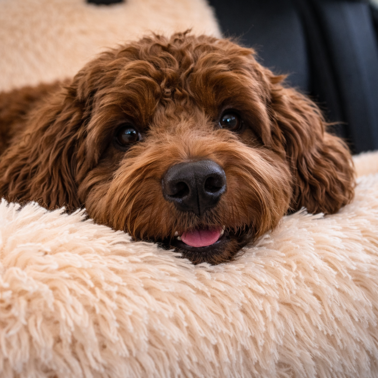 Fluffy Car Seat - The Ideal Dog Seat for On the Go