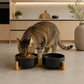Ceramic food bowls with bamboo stand