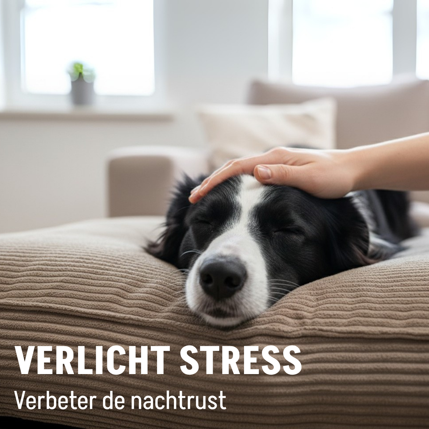 Orthopädisches Hundekissen, Schaumstoffflockenfüllung